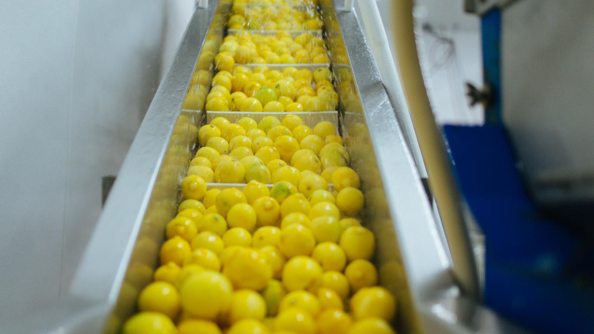 organic lemons for Genesis Juice